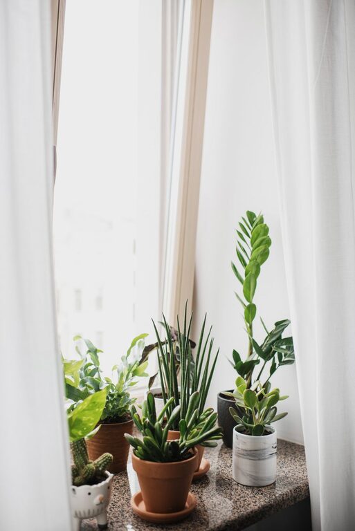 How to Refresh Your Home With Plants